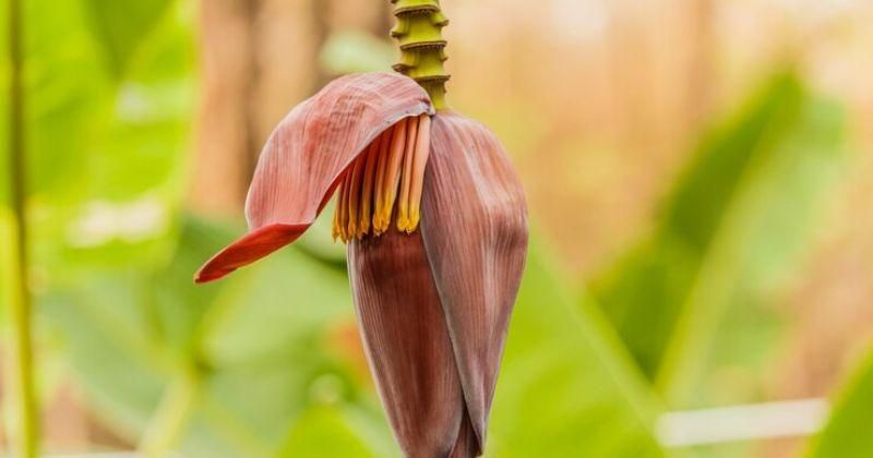 Bolehkah Ibu Hamil Makan Jantung Pisang? Ini Faktanya